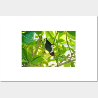 Red-crested cardinal of  Big Island Hawaii Posters and Art